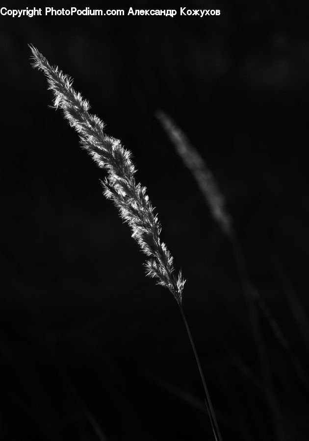 Grass, Plant, Reed, Field, Grassland, Blossom, Flora