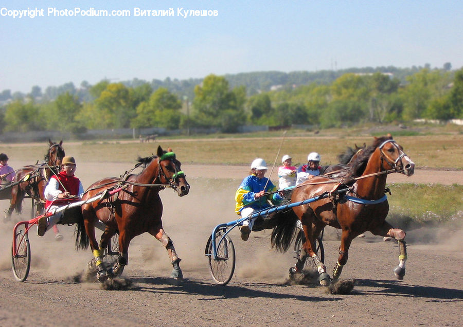 Animal, Horse, Mammal, Harness, Carriage, Horse Cart, Vehicle