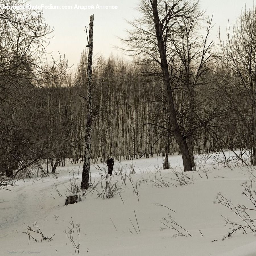 Ice, Outdoors, Snow, Plant, Tree, Forest, Vegetation