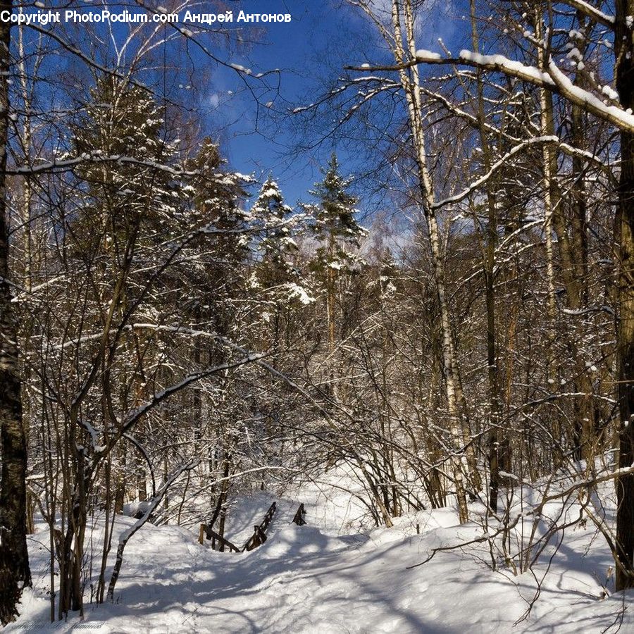 Ice, Outdoors, Snow, Birch, Tree, Wood, Forest