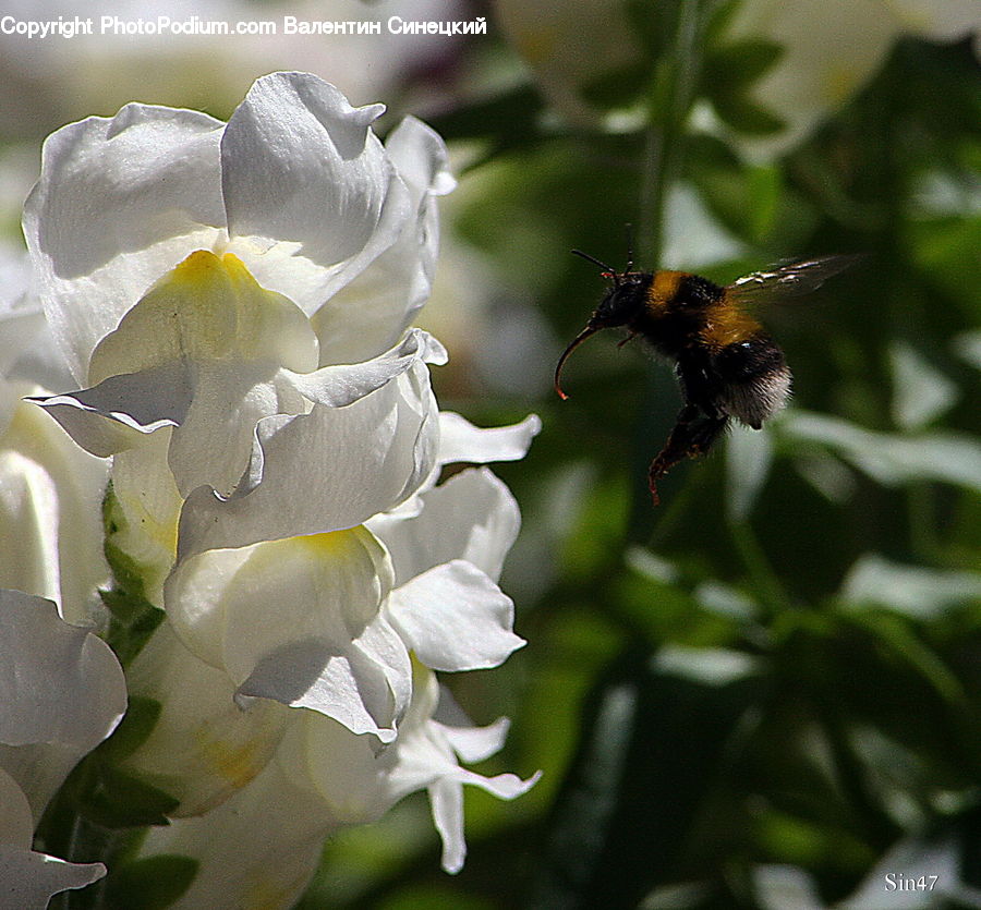 Flora, Flower, Gladiolus, Plant, Bee, Insect, Invertebrate