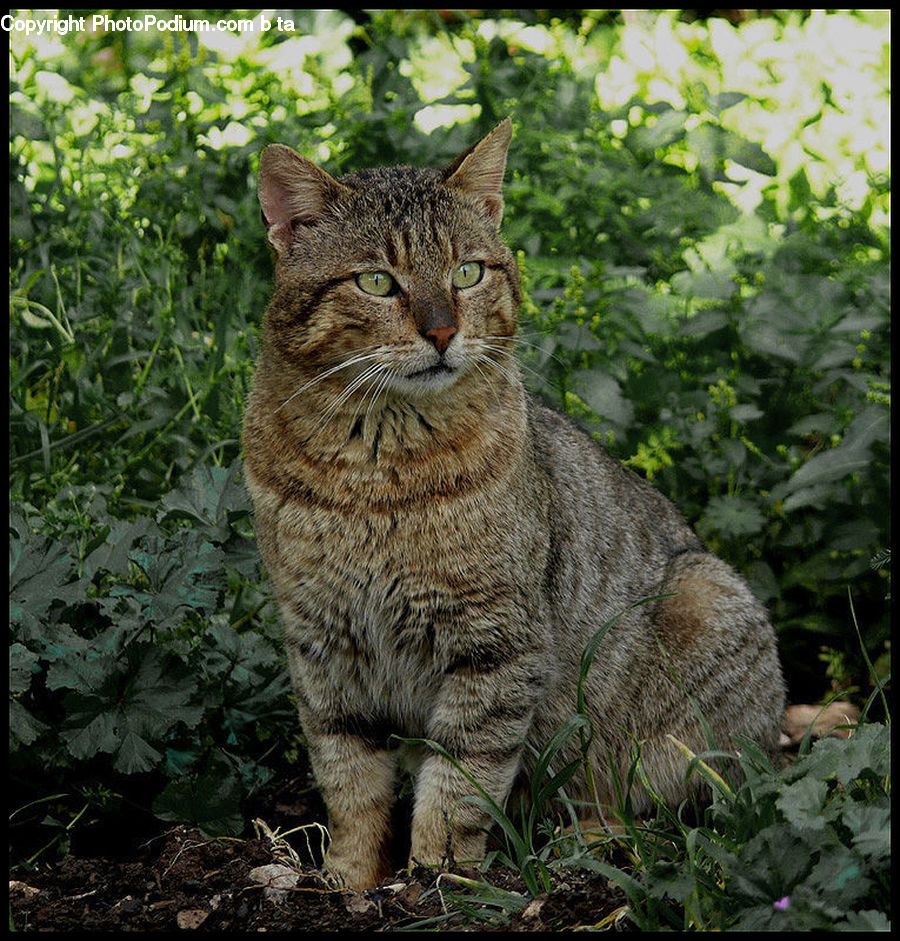 Animal, Cat, Mammal, Pet, Abyssinian, Plant, Vegetation