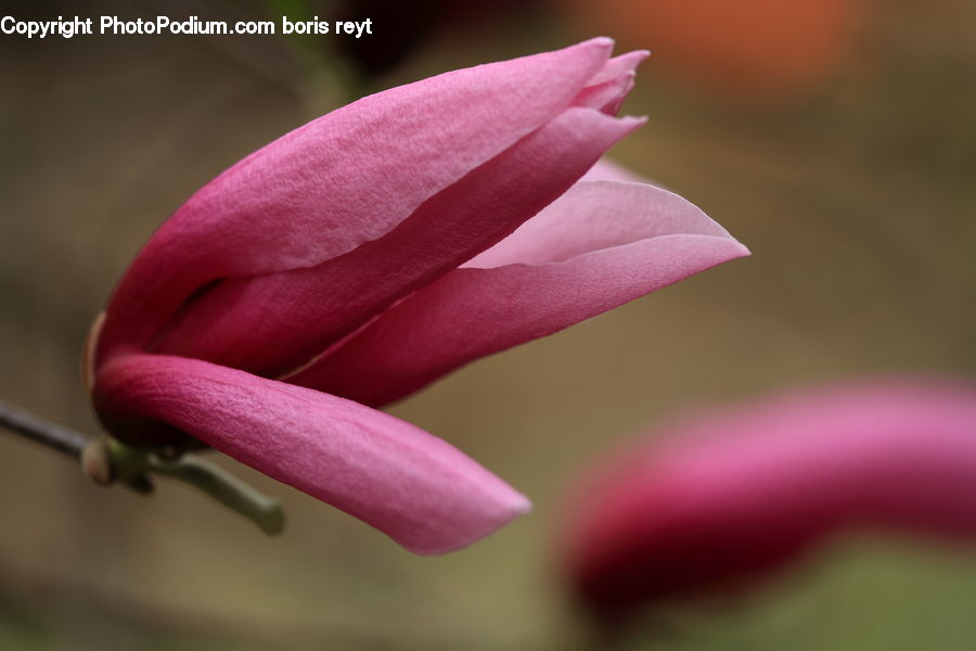 Bud, Plant, Flora, Flower, Gladiolus, Blossom, Geranium