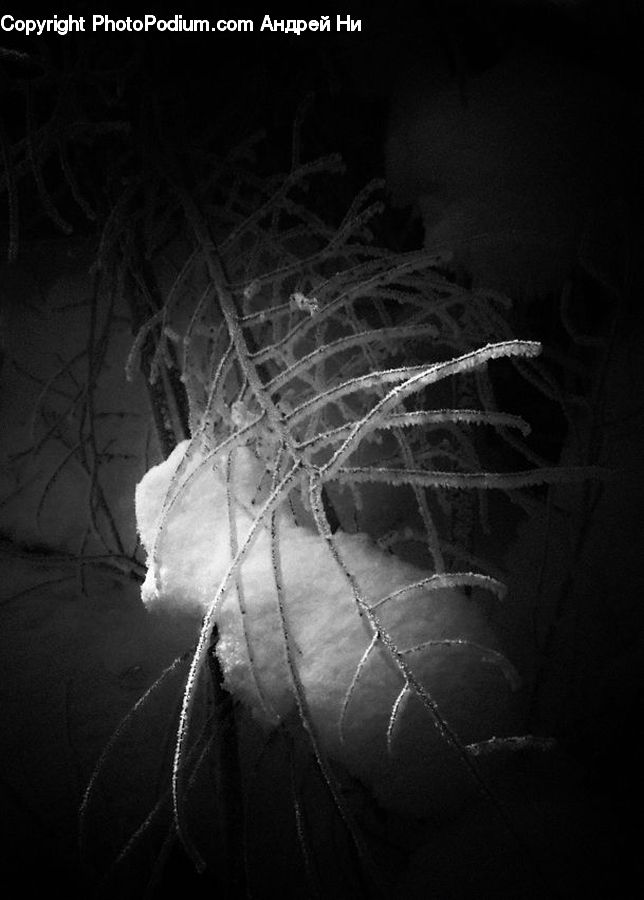 Fractal, Plant