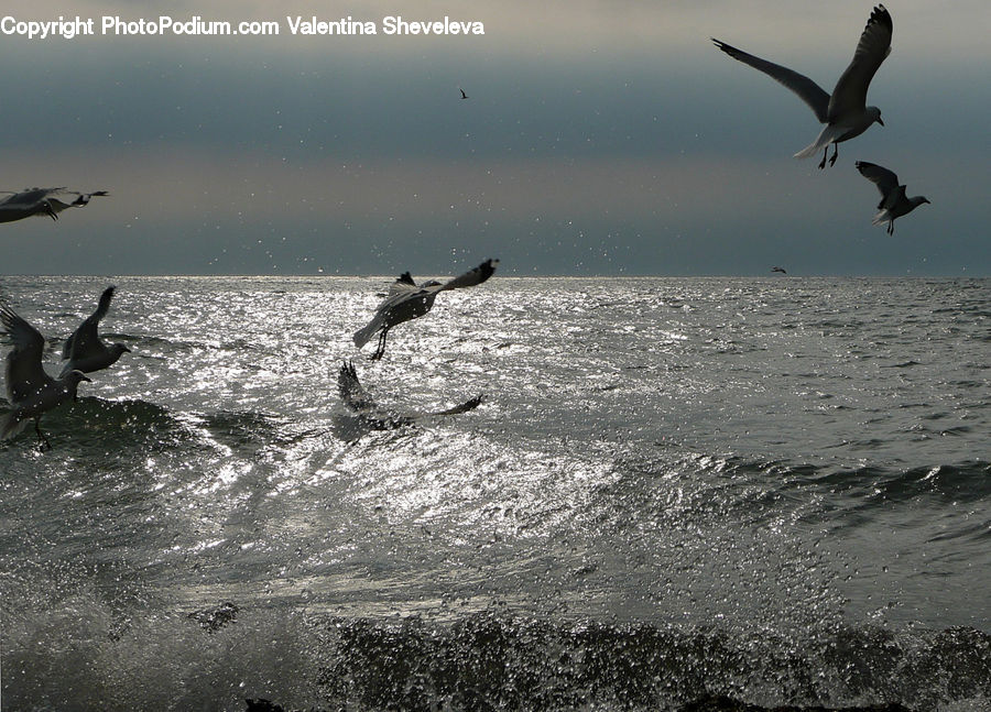 Bird, Seagull, Outdoors, Sea, Water, Albatross, Ocean