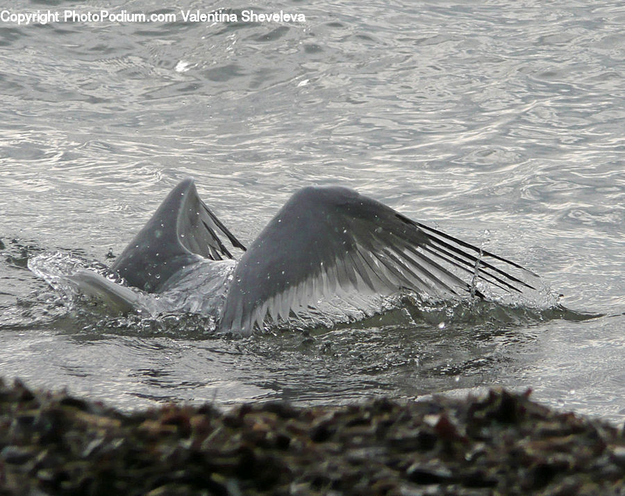 Animal, Fish, Humpback, Sea Life, Whale