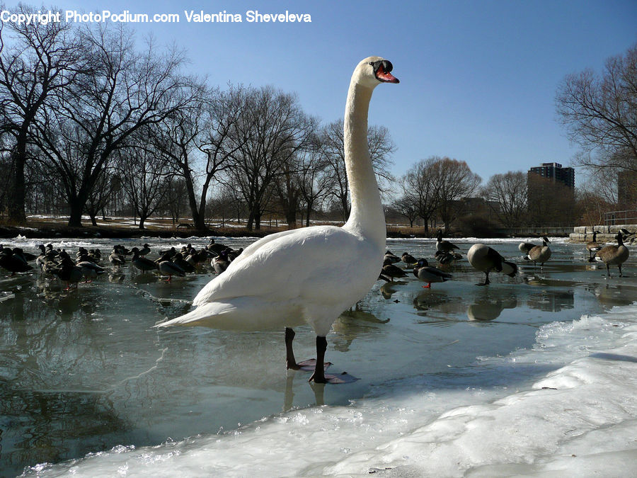 Beak, Bird, Goose, Waterfowl, Swan, Crane Bird, Heron