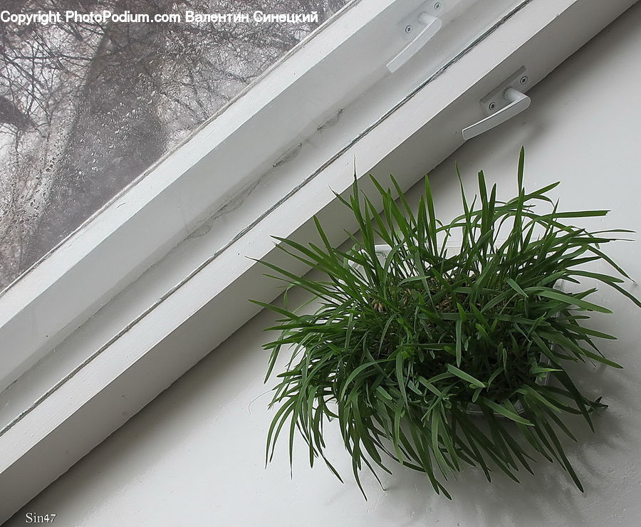 Plant, Potted Plant, Dill, Conifer, Fir, Tree, Herbal