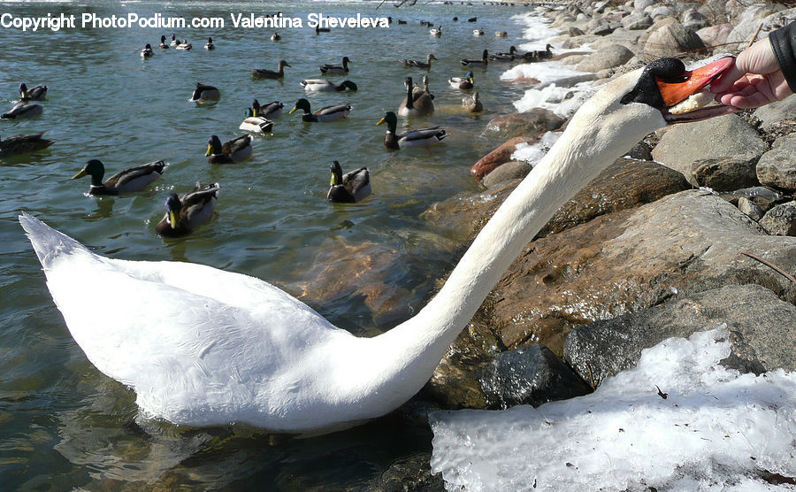 Bird, Goose, Waterfowl, Duck, Teal, Swan, Pelican