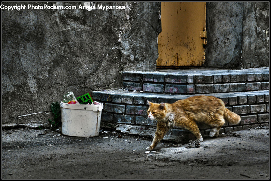 Trash, Animal, Cat, Mammal, Manx, Pet, Adorable