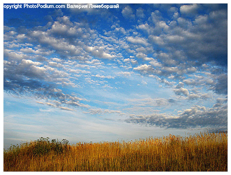 Field, Grass, Grassland, Land, Outdoors, Cloud, Cumulus