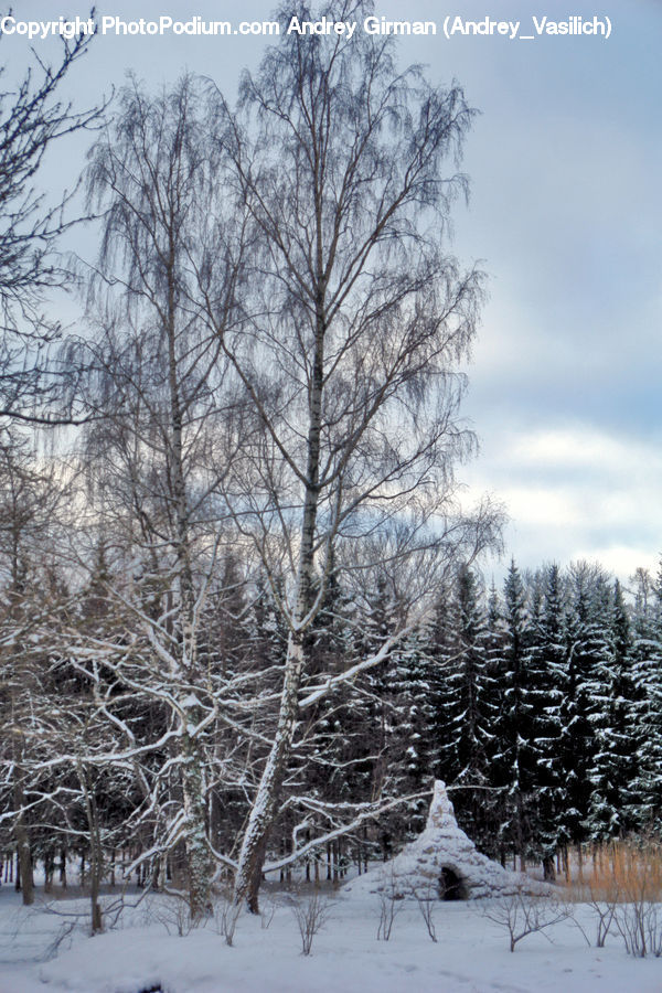 Ice, Outdoors, Snow, Conifer, Fir, Plant, Tree