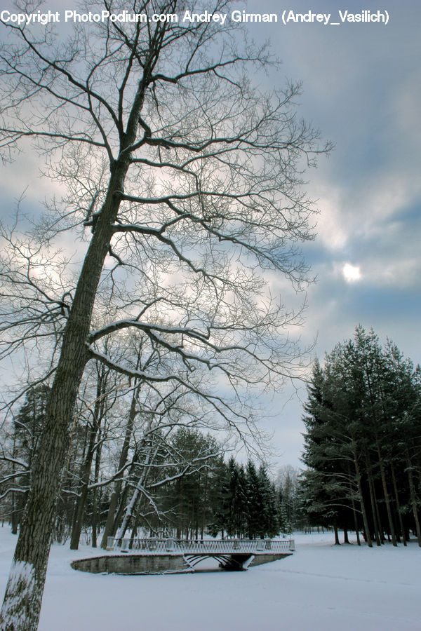 Ice, Outdoors, Snow, Landscape, Nature, Scenery, Plant