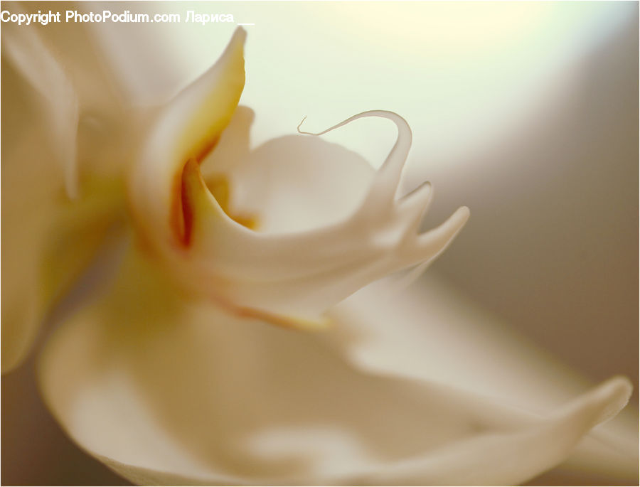 Garlic, Plant, Beverage, Dairy, Milk, Cream, Creme