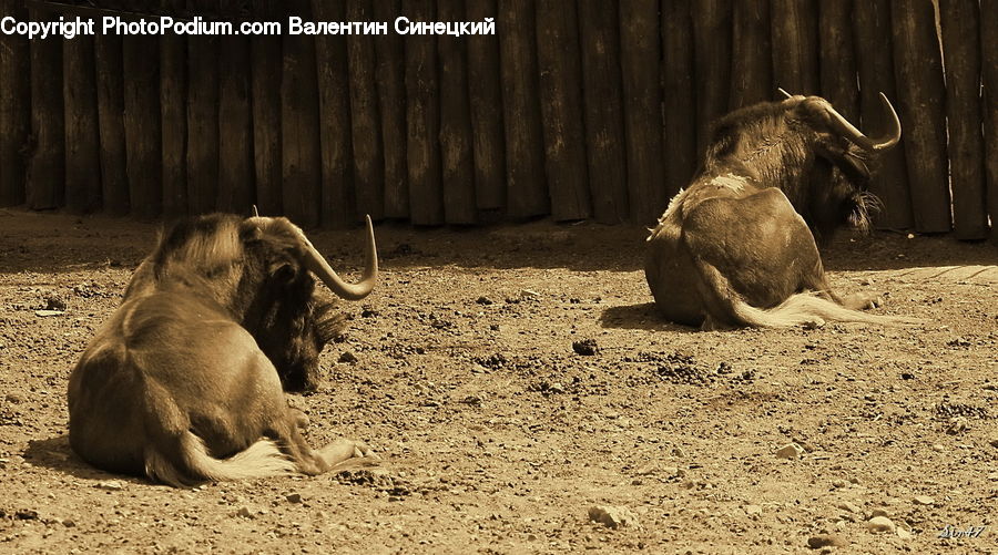Animal, Elephant, Mammal, Buffalo, Bull, Angus, Zoo