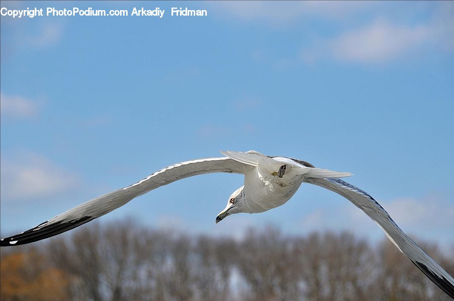 Bird, Seagull, Booby, Albatross, Crane Bird, Heron, Beak