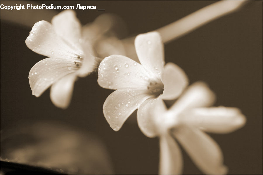 Blossom, Flora, Flower, Geranium, Plant, Gladiolus, Cherry Blossom