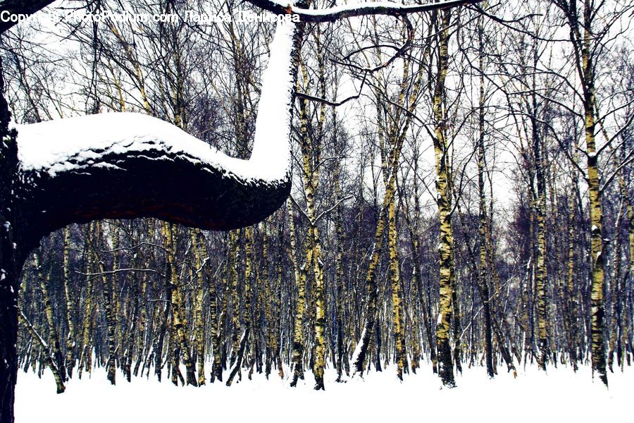 Forest, Vegetation, Conifer, Fir, Plant, Tree, Birch