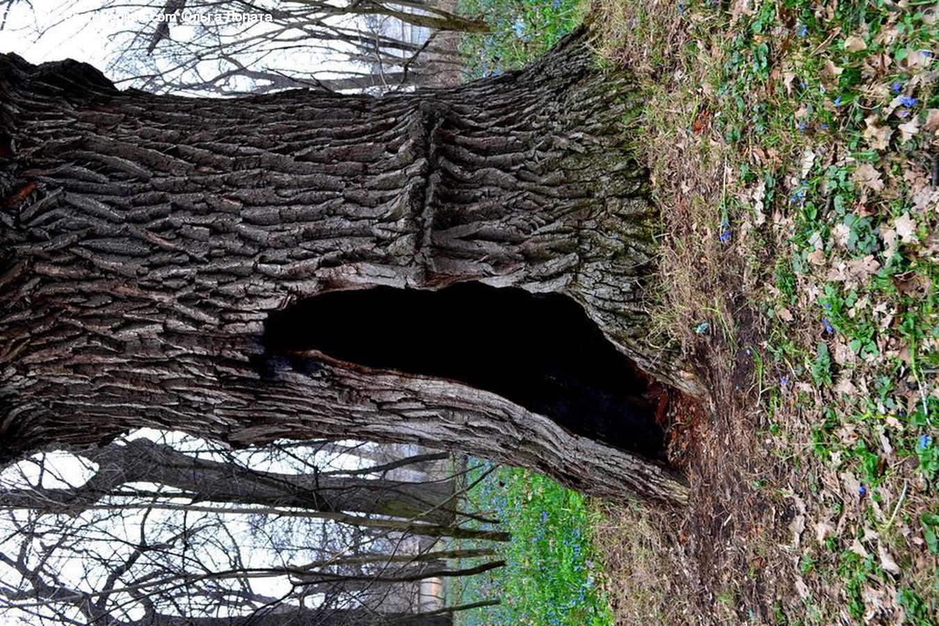 Animal, Bear, Black Bear, Mammal