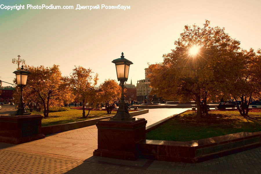 Plant, Potted Plant, Gazebo, Fountain, Water, Bench, Campus
