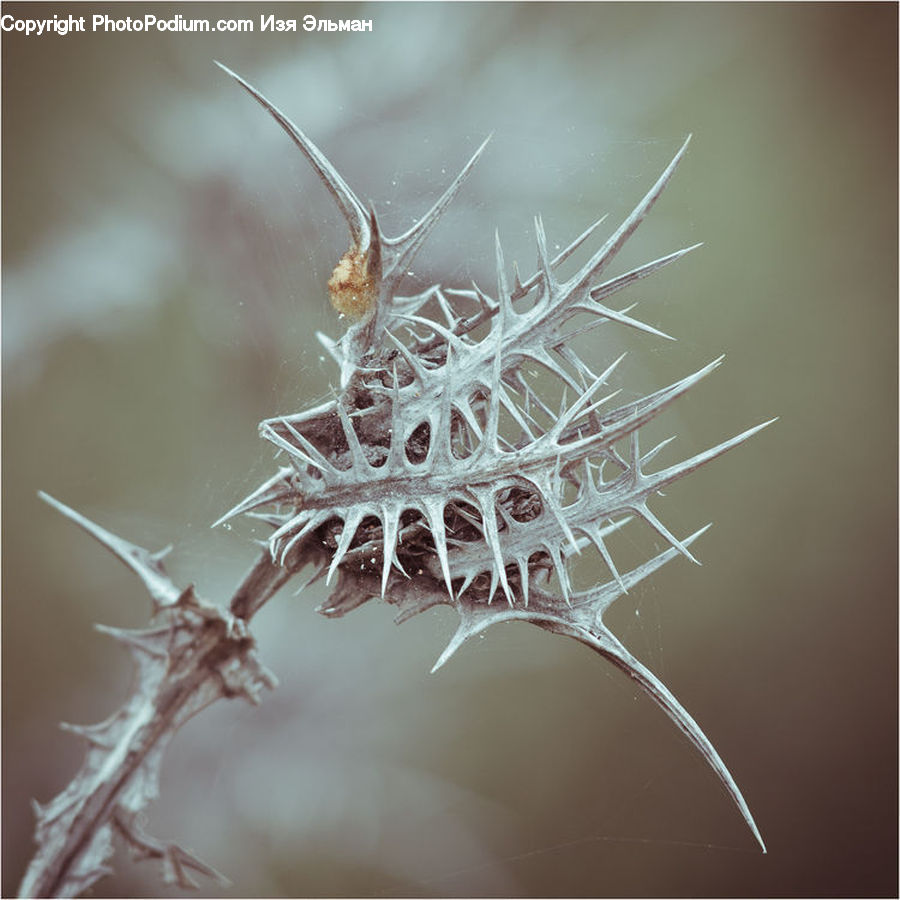 Frost, Ice, Outdoors, Snow, Conifer, Fir, Plant