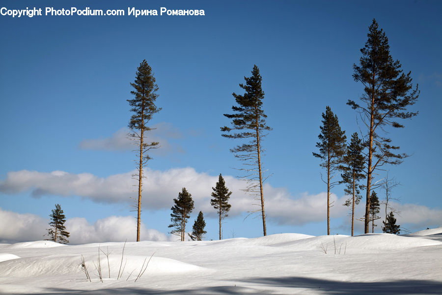 Conifer, Fir, Plant, Tree, Pine, Spruce, Ice