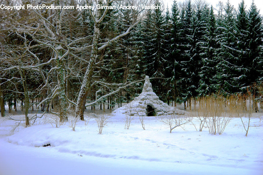 Conifer, Fir, Spruce, Wood, Plant, Tree, Pine