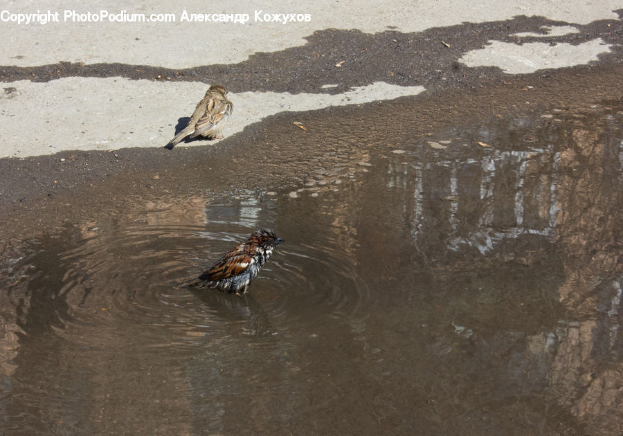 Bird, Sparrow, Duck, Teal, Waterfowl, Anthus, Water