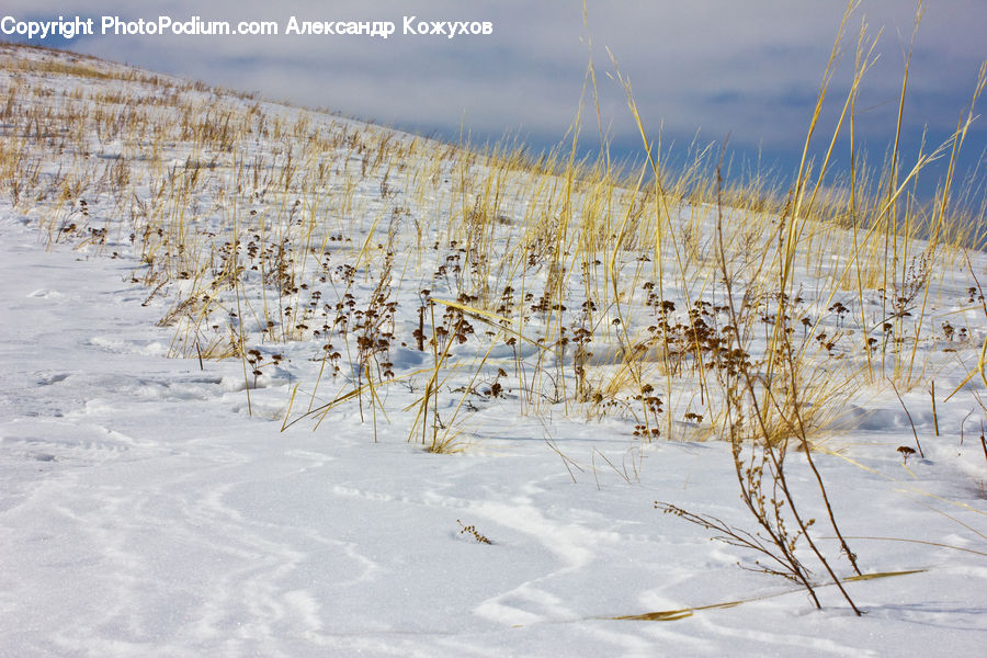 Field, Grass, Grassland, Plant, Conifer, Fir, Pine