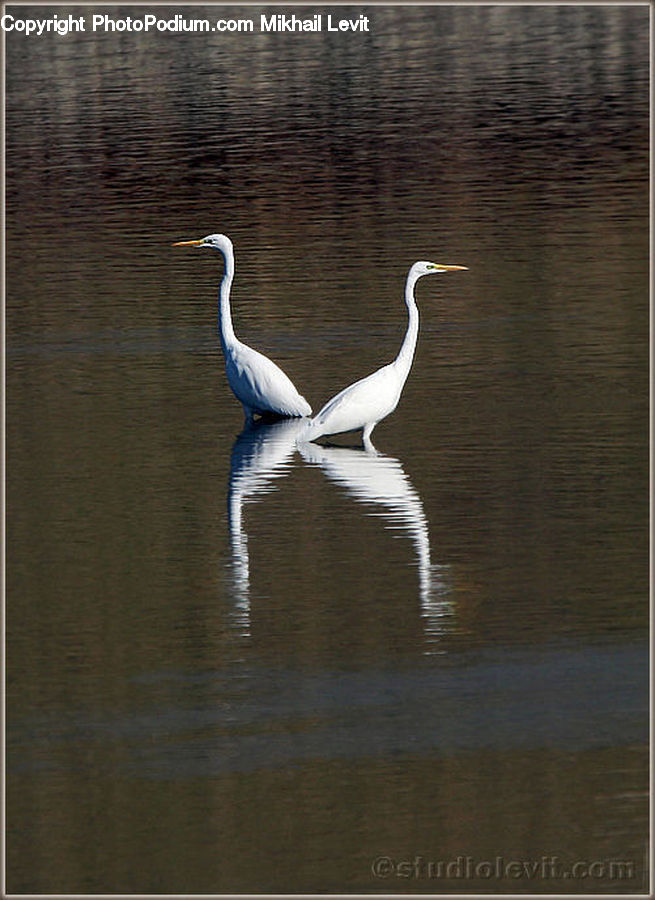 Bird, Crane Bird, Heron, Ardeidae, Stork, Waterfowl, Pelican