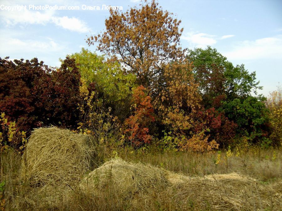 Grassland, Mound, Field, Grass, Land, Outdoors, Plant