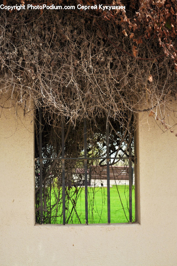 Plant, Vegetation