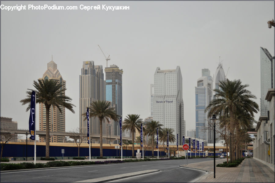 Palm Tree, Plant, Tree, Architecture, Convention Center, Potted Plant, City