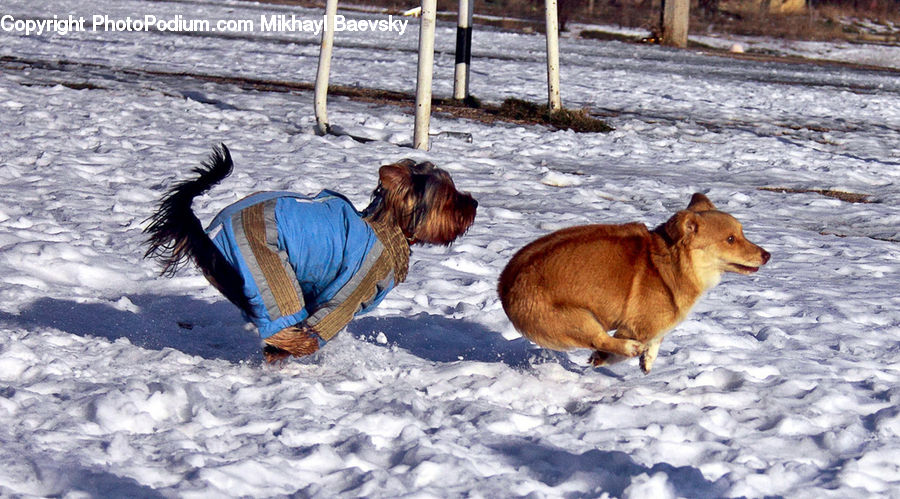 Animal, Canine, Dog, Mammal, Pet, Terrier, Ice