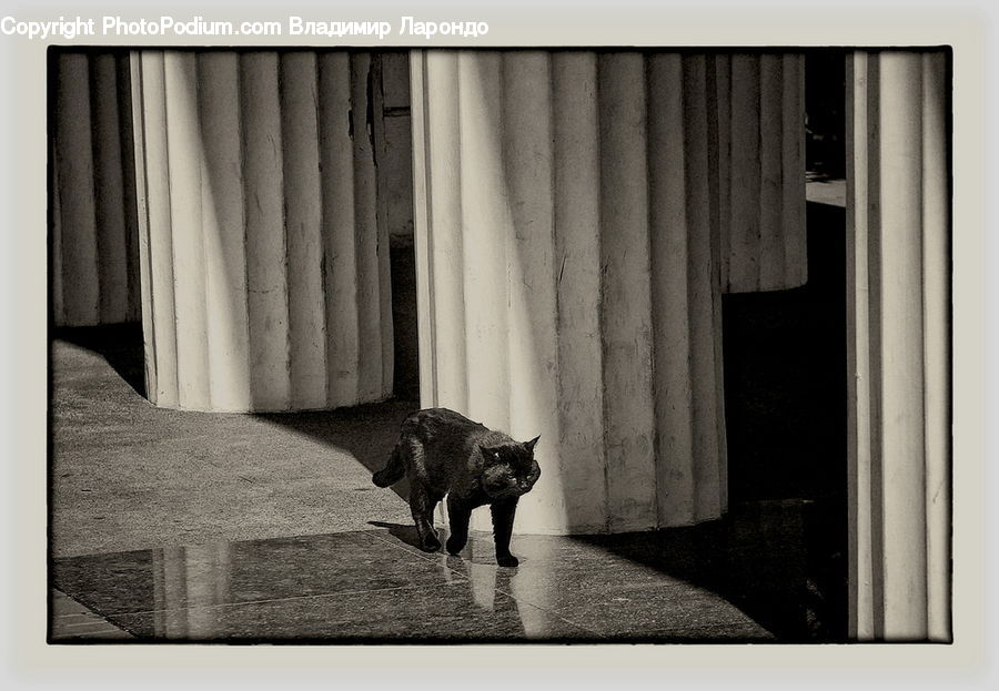 Angus, Animal, Bull, Mammal, Adorable, Column, Pillar