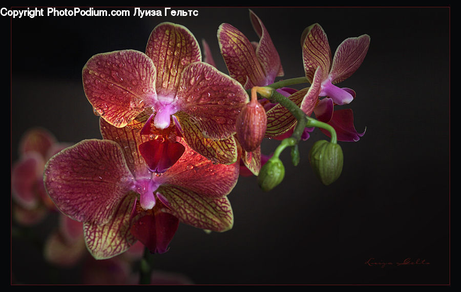 Blossom, Flora, Flower, Orchid, Plant, Petal, Geranium