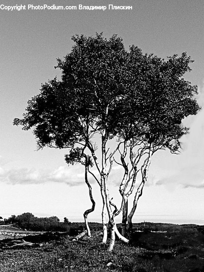 Plant, Tree, Birch, Wood, Oak, Soil, Bonsai