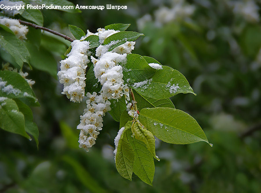 Blossom, Flora, Flower, Plant, Leaf, Cherry, Fruit