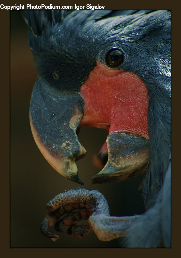 Beak, Bird