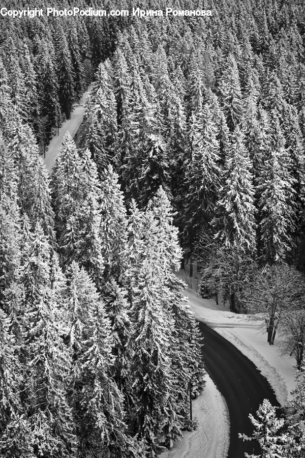 Ice, Outdoors, Snow, Conifer, Fir, Plant, Tree