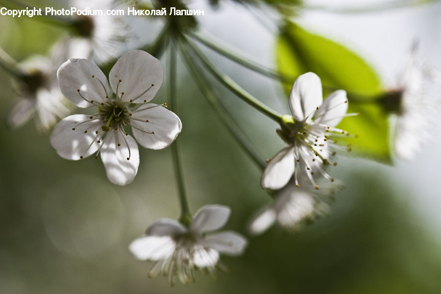Blossom, Flora, Flower, Plant, Geranium, Cherry Blossom, Anther