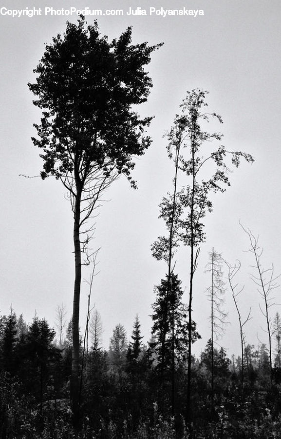 Conifer, Fir, Plant, Tree, Pine, Spruce, Forest