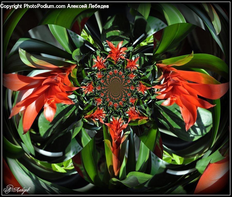 Plant, Flower, Flower Arrangement, Flower Bouquet, Art, Blossom, Flora