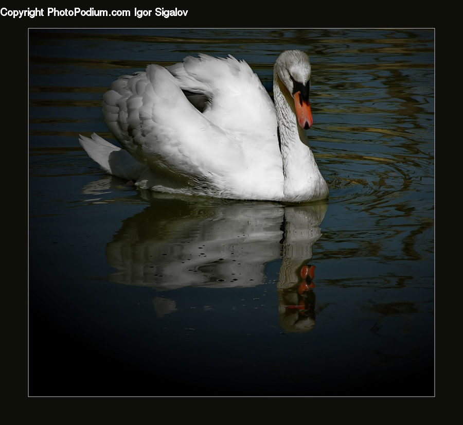 Bird, Swan, Waterfowl, Beak, Duck, Teal, Head