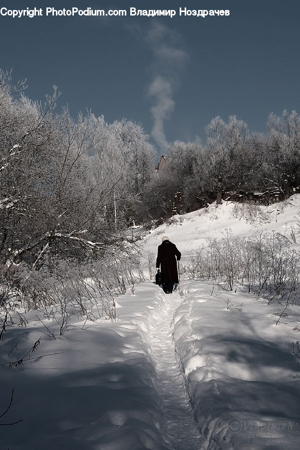 Ice, Outdoors, Snow, Forest, Vegetation