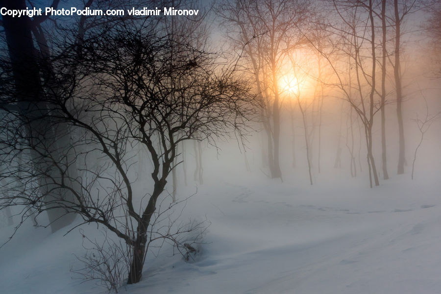 Blizzard, Outdoors, Snow, Weather, Winter, Plant, Tree