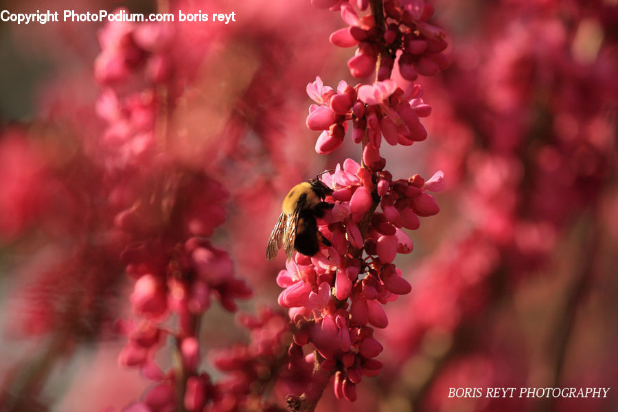 Blossom, Cherry Blossom, Flower, Flora, Plant, Potted Plant