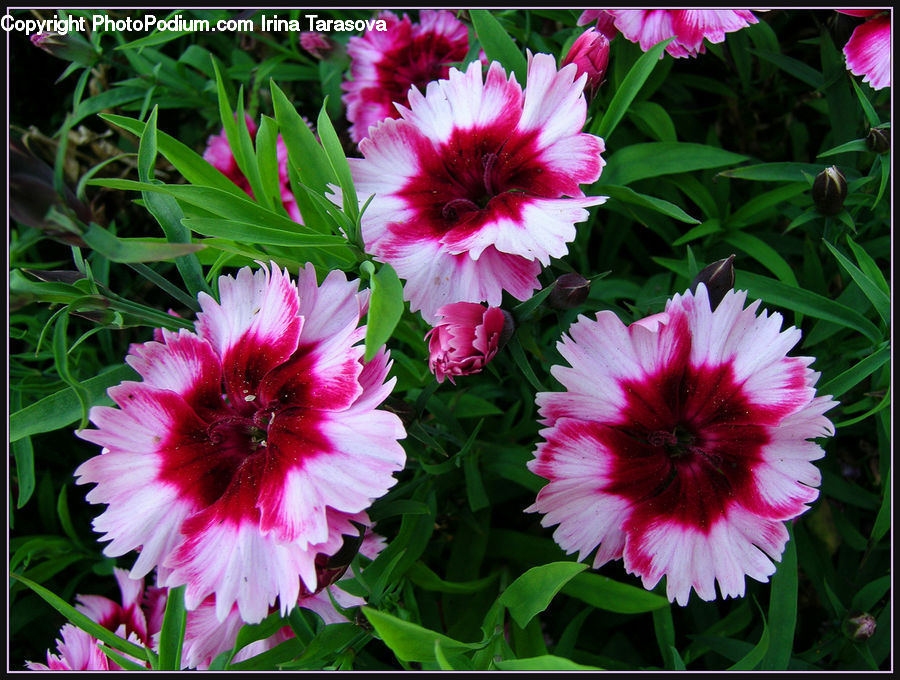 Asteraceae, Blossom, Flora, Flower, Plant, Carnation, Dahlia