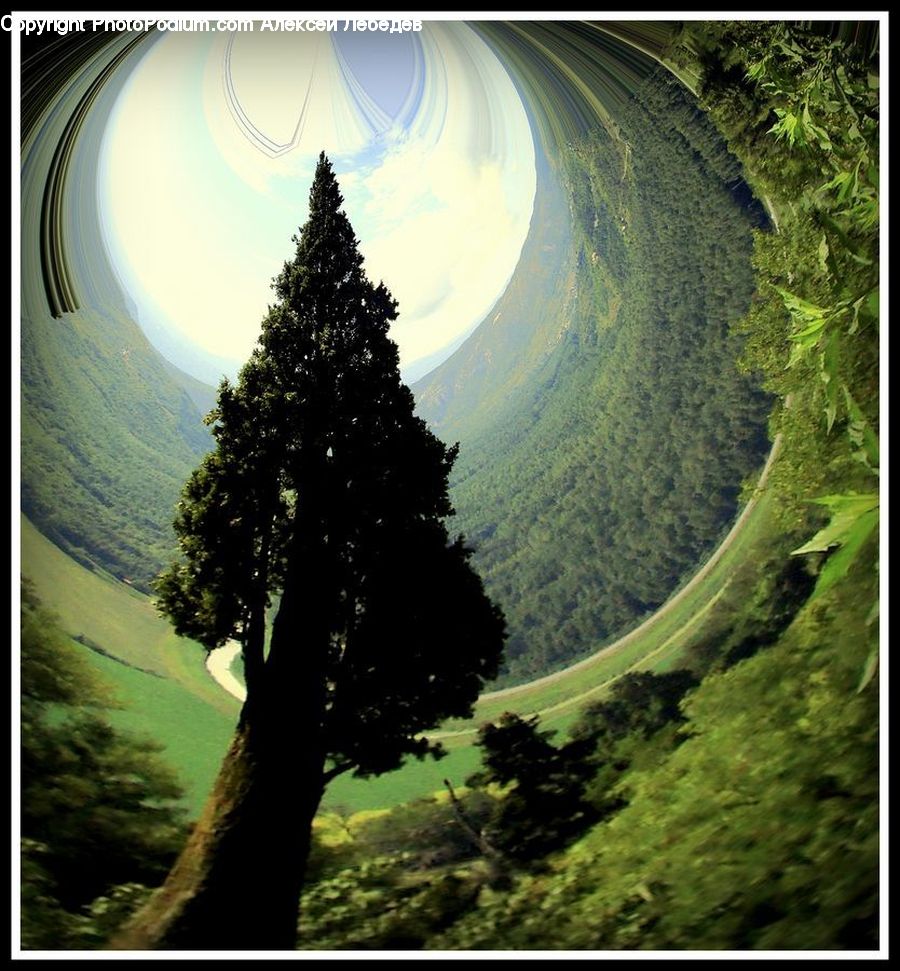 Fern, Plant, Moss, Forest, Jungle, Rainforest, Vegetation