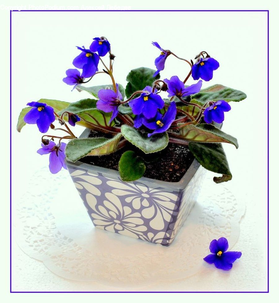 Blossom, Flora, Flower, Plant, Violet, Orchid, Floral Design
